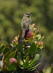 Anthobaphes violacea