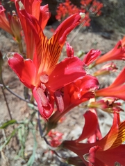 Alstroemeria ligtu simsii