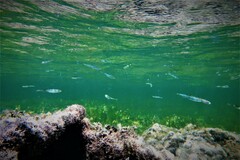 Atherinosoma microstoma