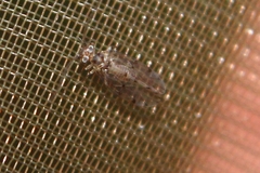 Ectopsocus