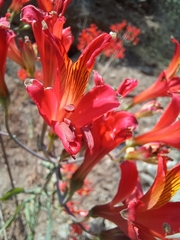 Alstroemeria ligtu simsii