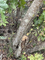 Zanthoxylum clava-herculis
