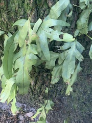 Polypodiaceae