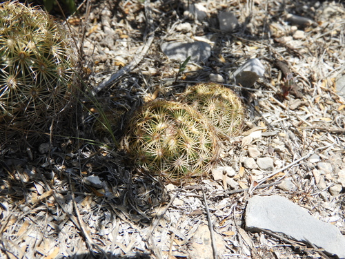 Coryphantha delicata