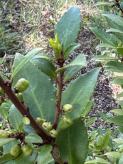 Maytenus magellanica