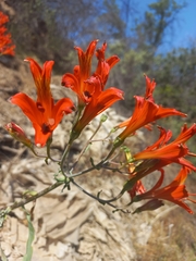 Alstroemeria ligtu simsii