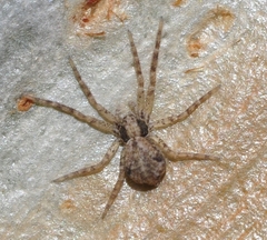 Pulchellodromus