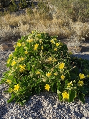 Eucnide bartonioides