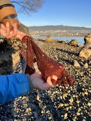 Chondracanthus exasperatus