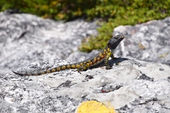 Pseudocordylus microlepidotus