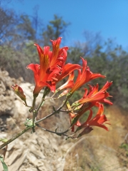 Alstroemeria ligtu simsii