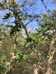 Ormocarpum trichocarpum