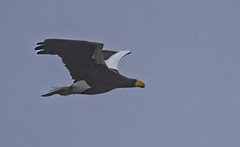Haliaeetus pelagicus