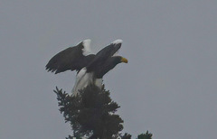 Haliaeetus pelagicus