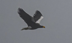 Haliaeetus pelagicus