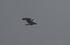 Haliaeetus pelagicus