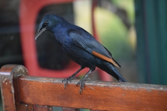 Onychognathus morio morio