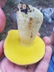 Hemileccinum