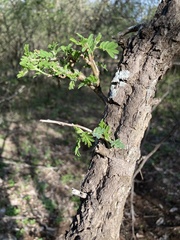 Ormocarpum trichocarpum