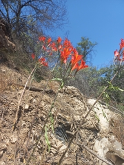 Alstroemeria ligtu simsii