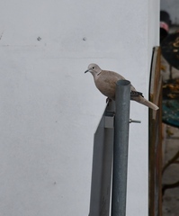 Streptopelia decaocto