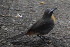 Cossypha caffra caffra