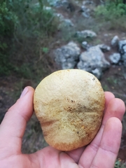Hemileccinum