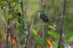 Prinia maculosa maculosa