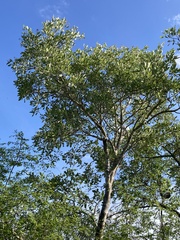 Philenoptera violacea