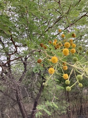 Vachellia nilotica