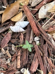 Bulimulus guadalupensis