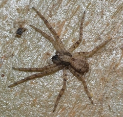 Pulchellodromus