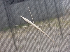 Diapheromera