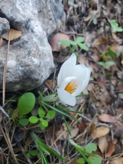 Crocus hyemalis