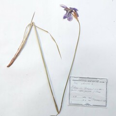 Iris sibirica