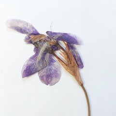 Iris sibirica