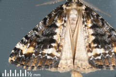 Pseudocoremia leucelaea