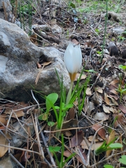 Crocus hyemalis