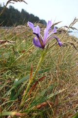Iris tenax
