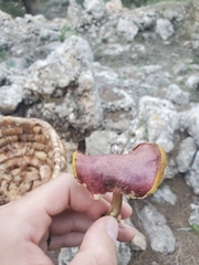 Boletaceae