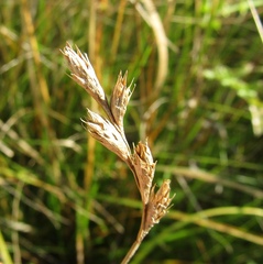 Carex leporina