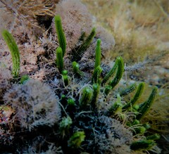 Caulerpa brownii