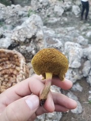 Boletaceae
