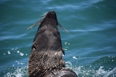 Arctocephalus pusillus pusillus