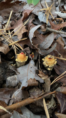 Calostoma lutescens
