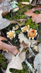 Calostoma lutescens