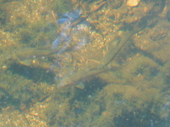 Catostomus commersonii