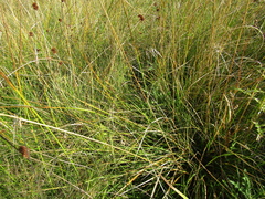 Juncus conglomeratus