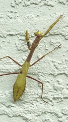 Stagmomantis floridensis