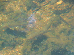 Catostomus commersonii